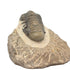 Trilobite Crotalocephalina