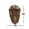 Trilobite Diacalymene