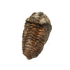 Trilobite Diacalymene
