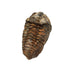Trilobite Diacalymene