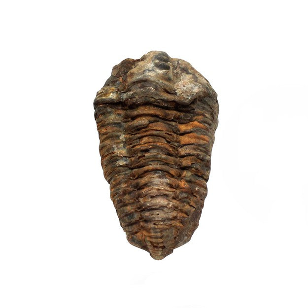 Trilobite Diacalymene
