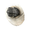 Trilobite Gerastos