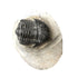 Trilobite Gerastos