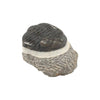 Trilobite Hollardops