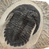 Trilobite Hollardops