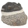 Trilobite Hollardops