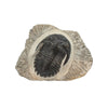 Trilobite Hollardops