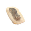 Trilobite Paralejurus