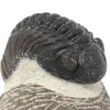 Trilobite Phacops