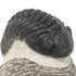 Trilobite Phacops