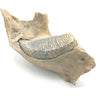 Woolly Mammoth lower jaw and tooth