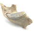 Woolly Mammoth lower jaw and tooth