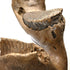 Woolly Mammoth lower jaw and tooth