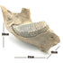 Woolly Mammoth lower jaw and tooth