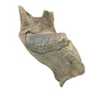 Woolly Mammoth lower jaw and tooth