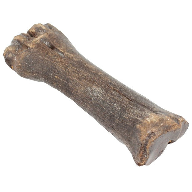 Prehistoric bison metacarpal bones
