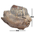 Molar and jaw section from a Stegodon Trigonocephalus