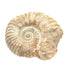 Acanthoceras ammonite