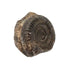 Ammonite Dactylioceras