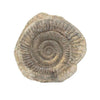 Ammonite Dactylioceras nodule