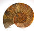 Standard split ammonite pair