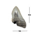 Imperfect Megalodon teeth