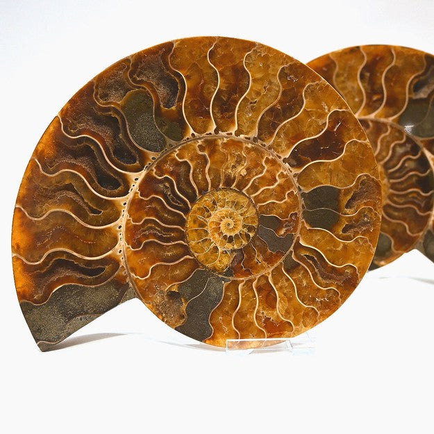 Impeccable Large Agatized Ammonite Pair. Specimen. US sale Seller