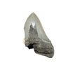 Imperfect Megalodon teeth