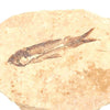 Knightia Fish