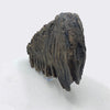 Large Polish Woolly Mammoth Tooth.