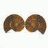 Extra large split ammonite pair