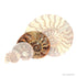 Standard split ammonite pair