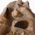 Mosasaur teeth and bones