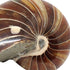 Nautilus Shell (medium)