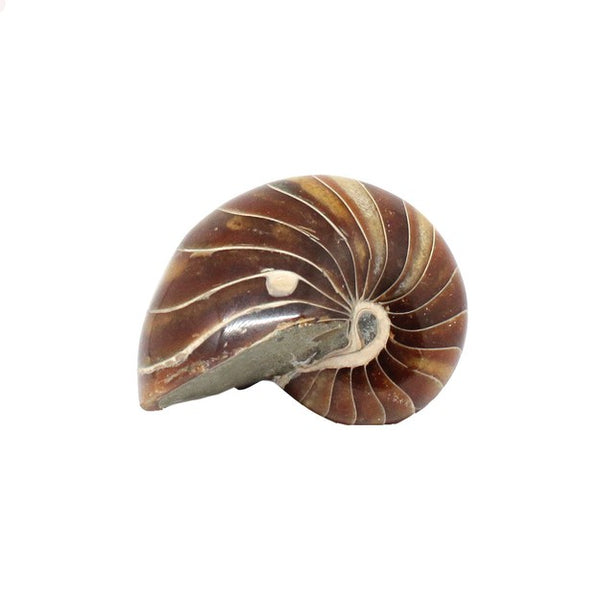 Nautilus Shell for Sale | Large Fossilised Nautilus Conch Shell