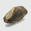 North Sea Woolly Mammoth Tooth