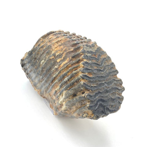 North Sea Woolly Mammoth Tooth