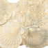 Pecten shells