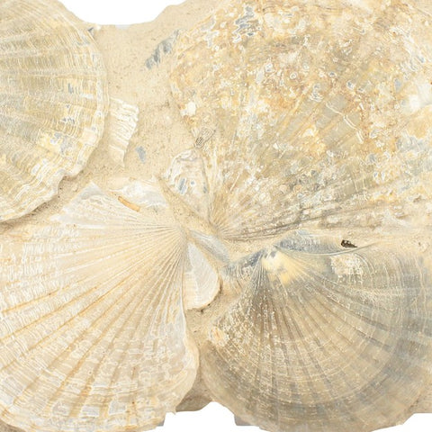 Pectel Shell Pecten Shells for Sale | Group of Pecten Shells from Belgium