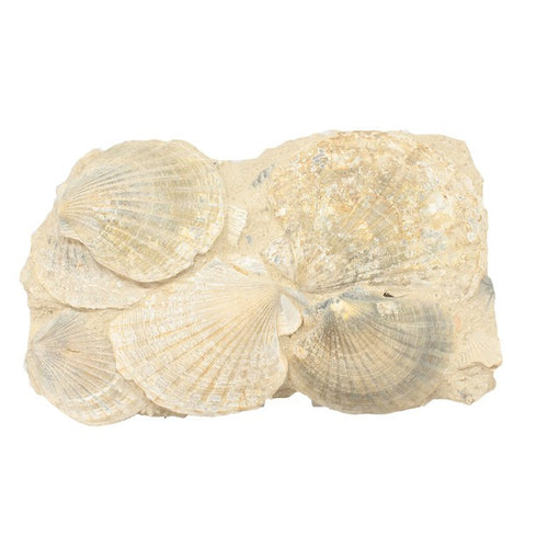 Pectel Shell Pecten Shells for Sale | Group of Pecten Shells from Belgium