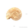 Perisphinctes ammonite