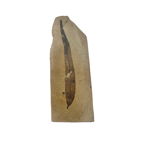 Prehistoric Elm leaf