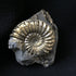 Pyritized Ammonite