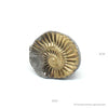 Pyritized Ammonite Natural Imprint