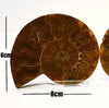 Small split ammonite pair