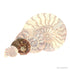 Small split ammonite pair