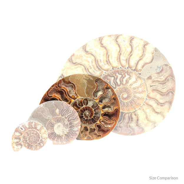 Ammonite buy hot sale