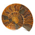 Extra large split ammonite pair