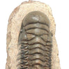 Trilobite Crotalocephalina