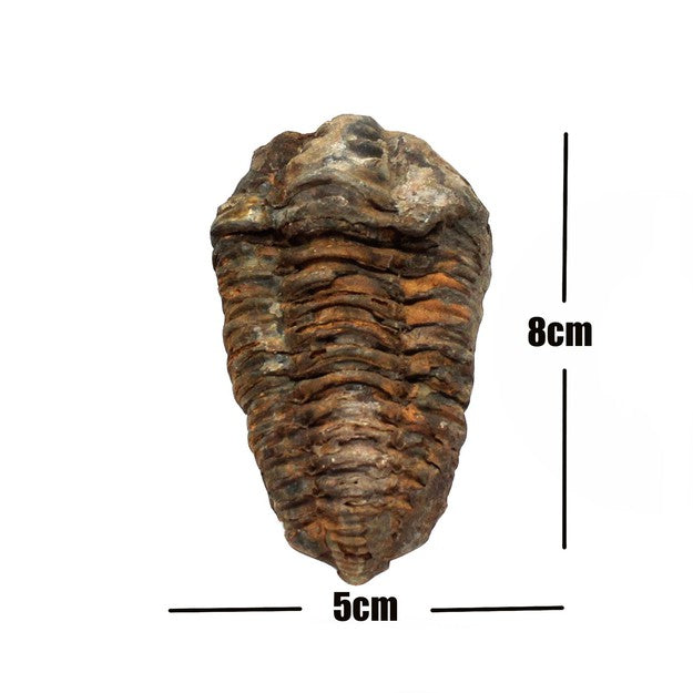 トリロバイト標本 Flickiaiyenne ouzregui Trilobite Diacalymene